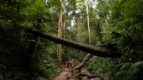 昆明九鄉(xiāng)、西雙版納、中緬邊境雙飛6日