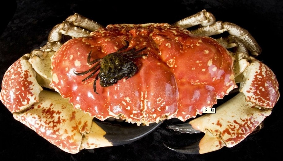 澳大利亞、新西蘭12日**海豚島の捕蟹探險のSKY