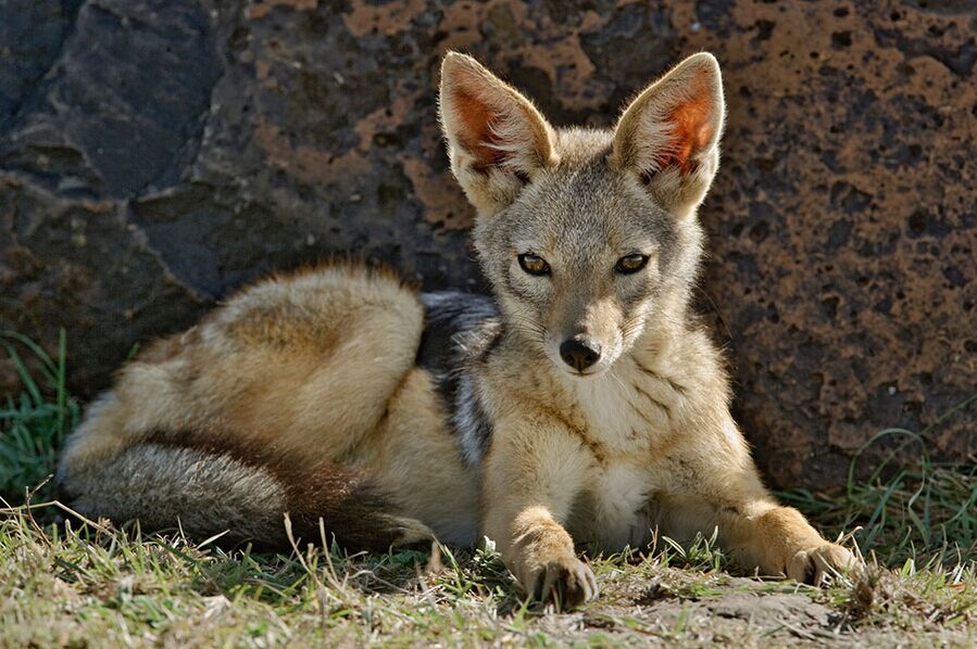 肯尼亞10天（全程當?shù)靥厣?星酒店，贈送內羅畢