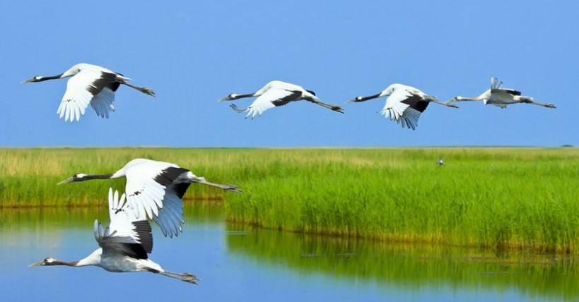 五大連池、扎龍、哈爾濱動臥5日*純玩無購物*