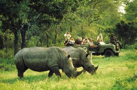 <南非10日游>1晚奧茨頌，克魯格公園， 船游珊瑚