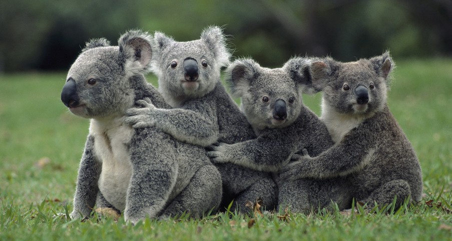 澳大利亞一地6日