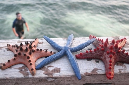 宿霧、薄荷島6晚8天**5天自由行**