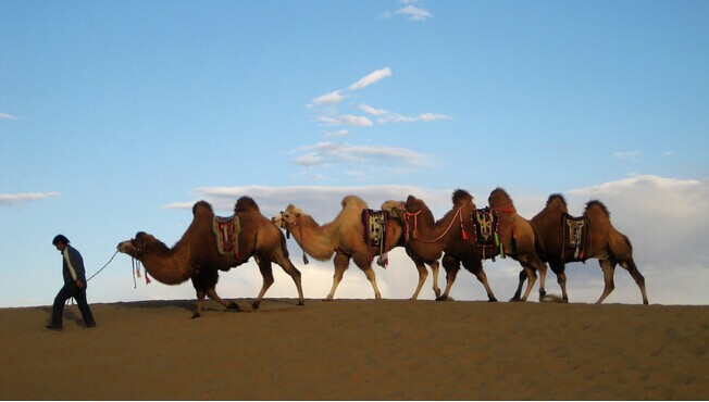 額濟納旗金色胡楊、騰格里沙漠、西部影視城雙