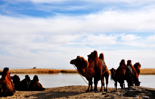 額濟納旗金色胡楊雙臥6/臥飛5/雙飛5日
