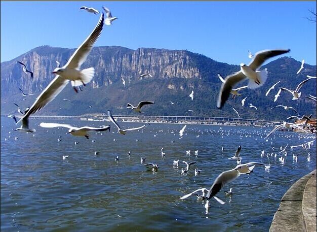 昆明、大理、麗江、香格里拉、西雙版納5飛8日