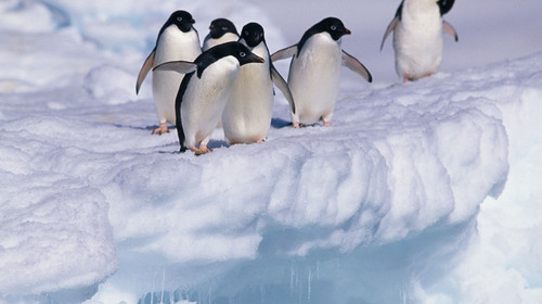 12月17日北京往返，南極攝影之旅